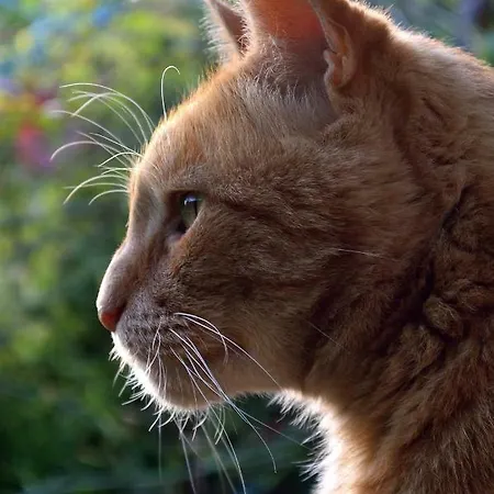 Panzió Le Chaton Rouge