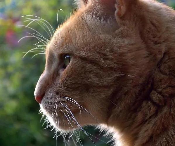 Oda ve Kahvaltı Le Chaton Rouge